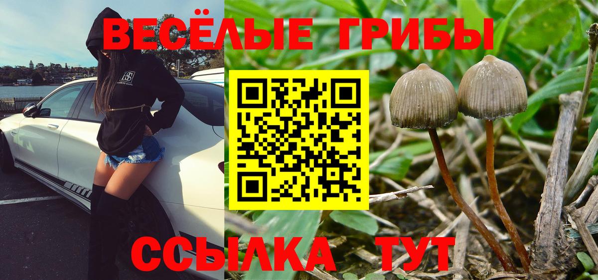 Галлюциногенные грибы Cubensis  Вход с VPN  Касимов  Псилоцибиновые грибы прущие грибы 
